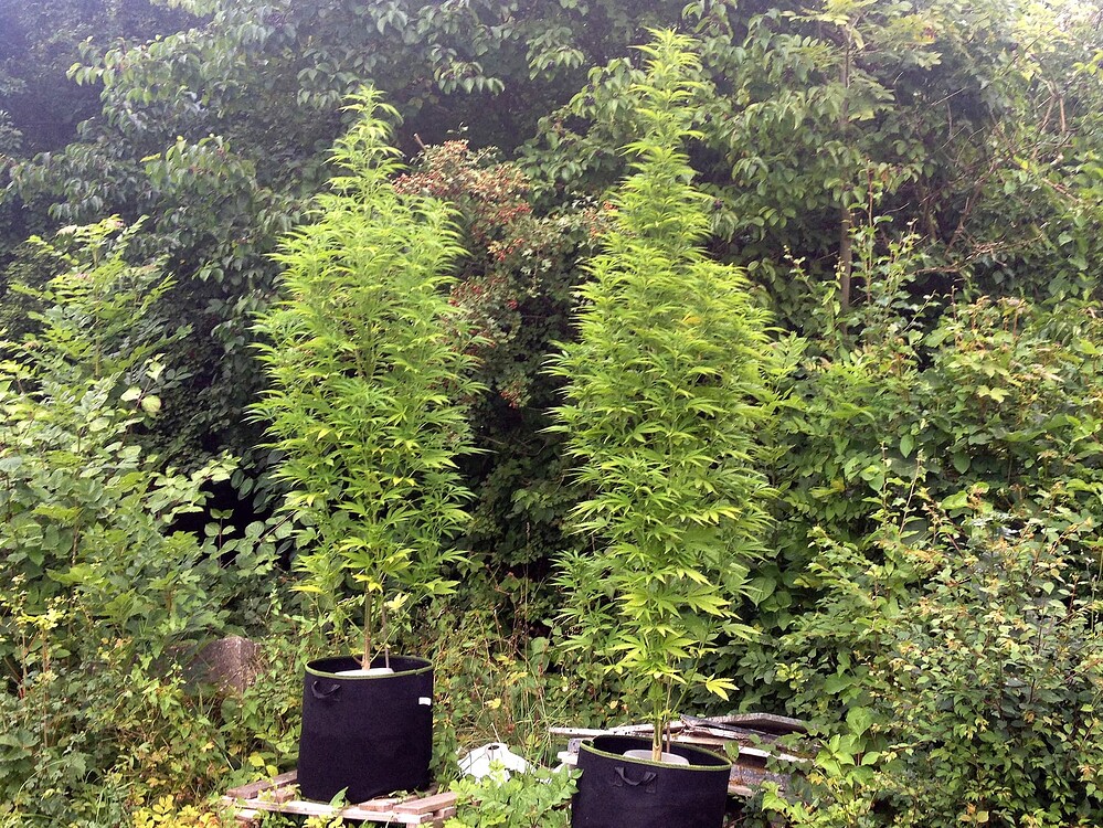 Growreport Bild 32
