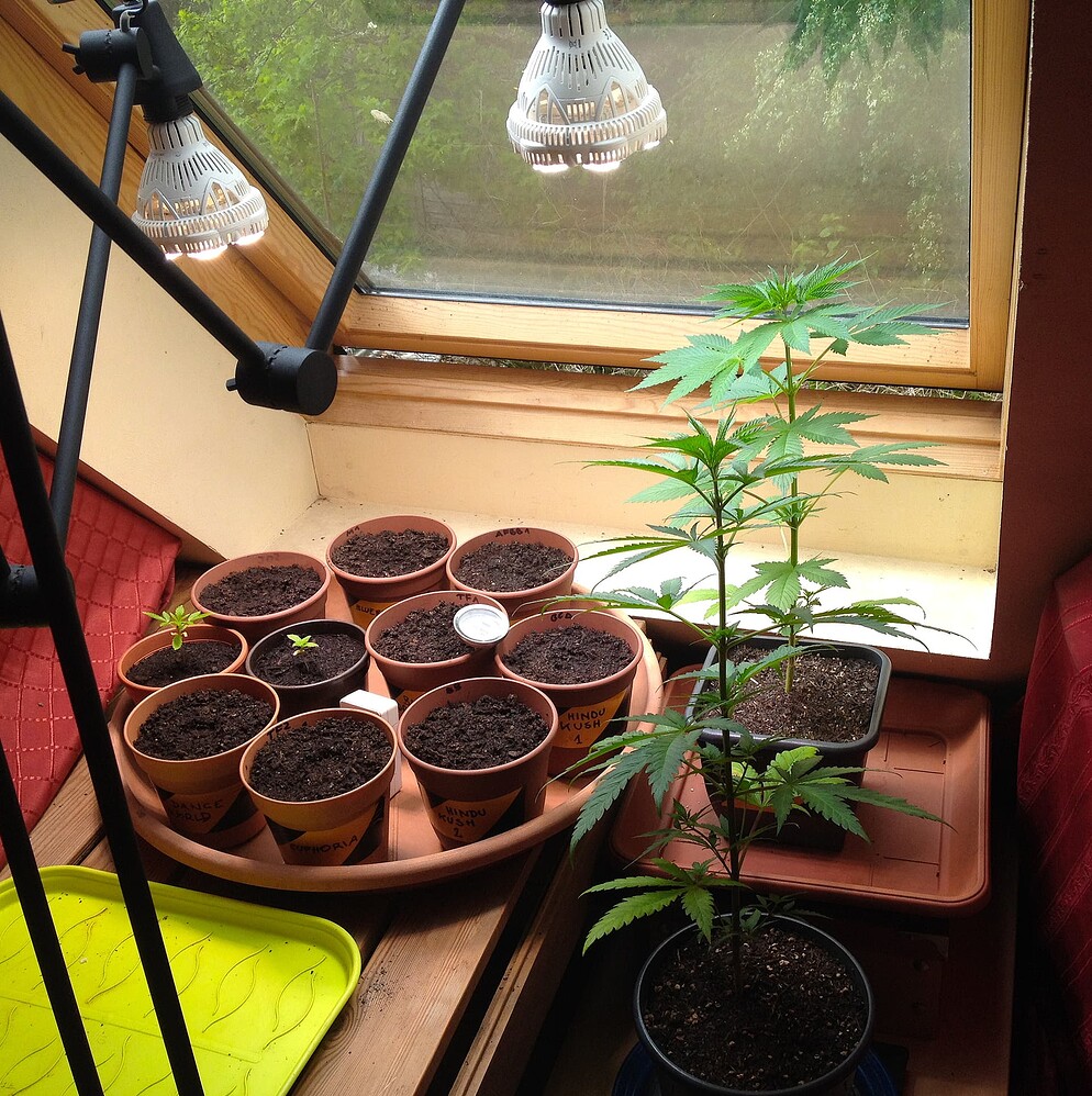 Growreport Bild 8