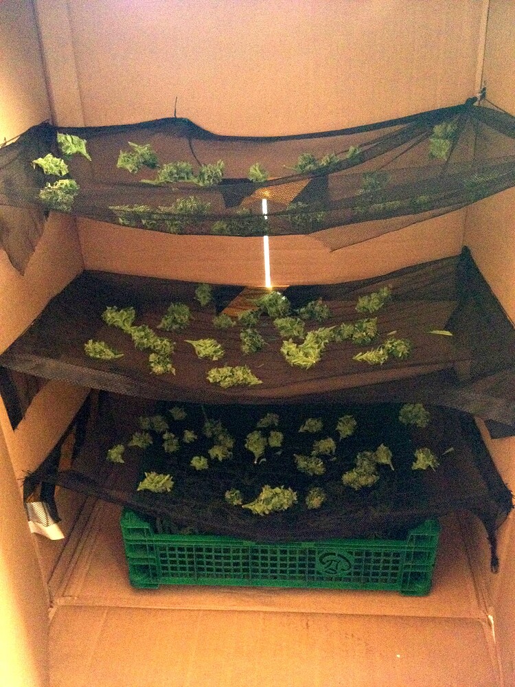Growreport Bild 37