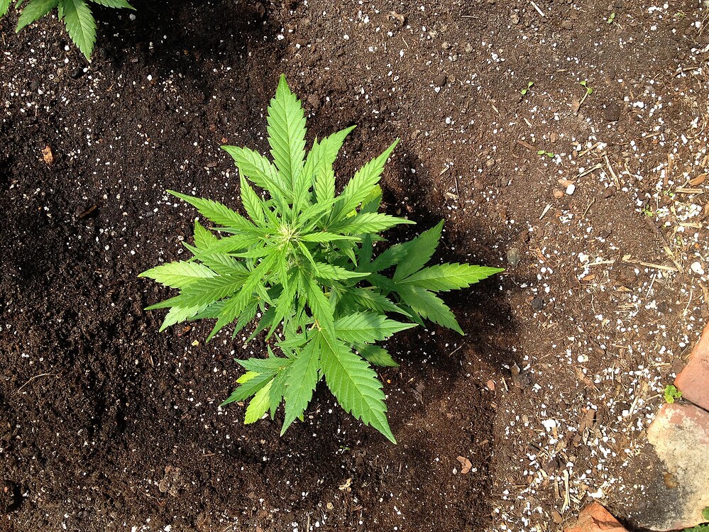 Eine junge Blue Dream Auto Cannabispflanze in der Draufsicht, die in nährstoffreicher Erde mit Perlite im Garten wächst.