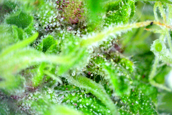 Growreport Bild 16