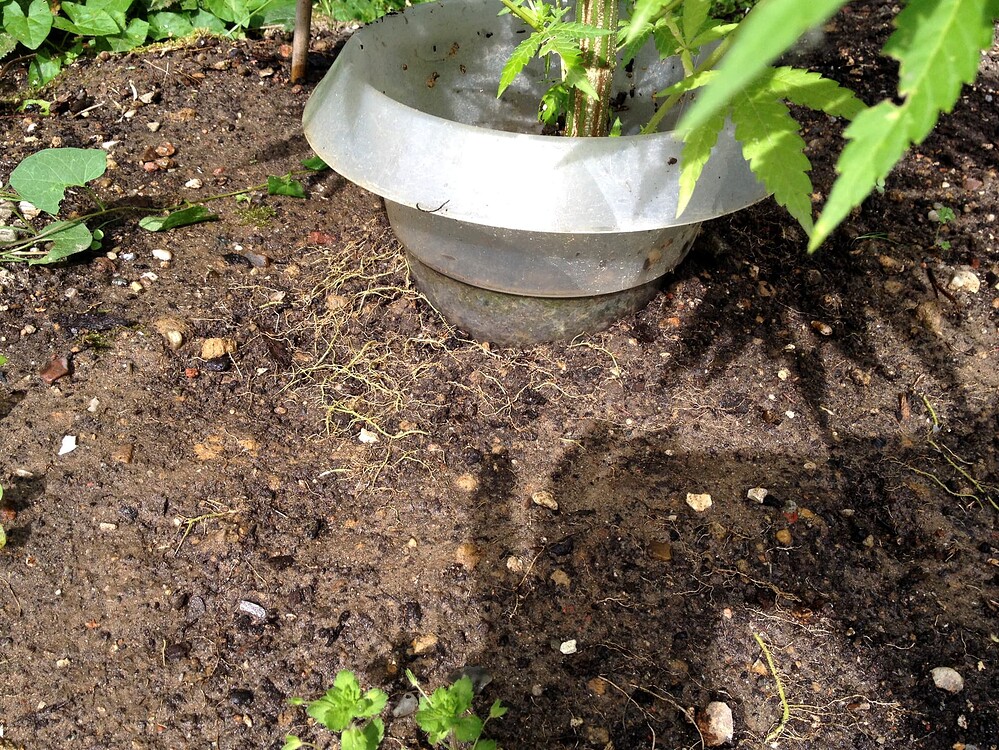 Growreport Bild 25