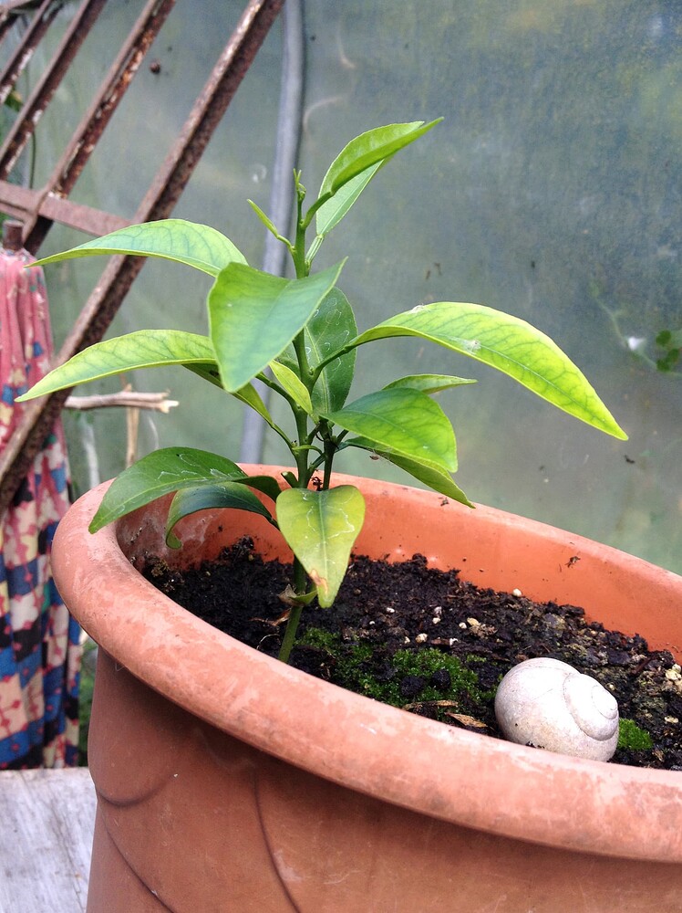 Growreport Bild 31