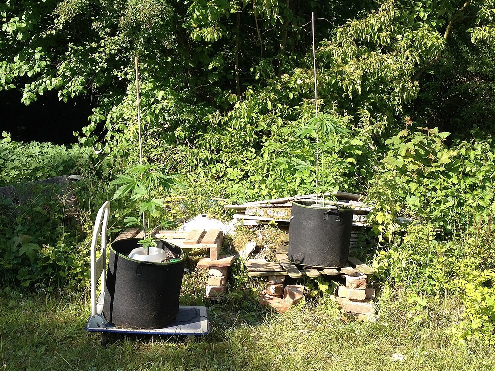 Growreport Bild 32