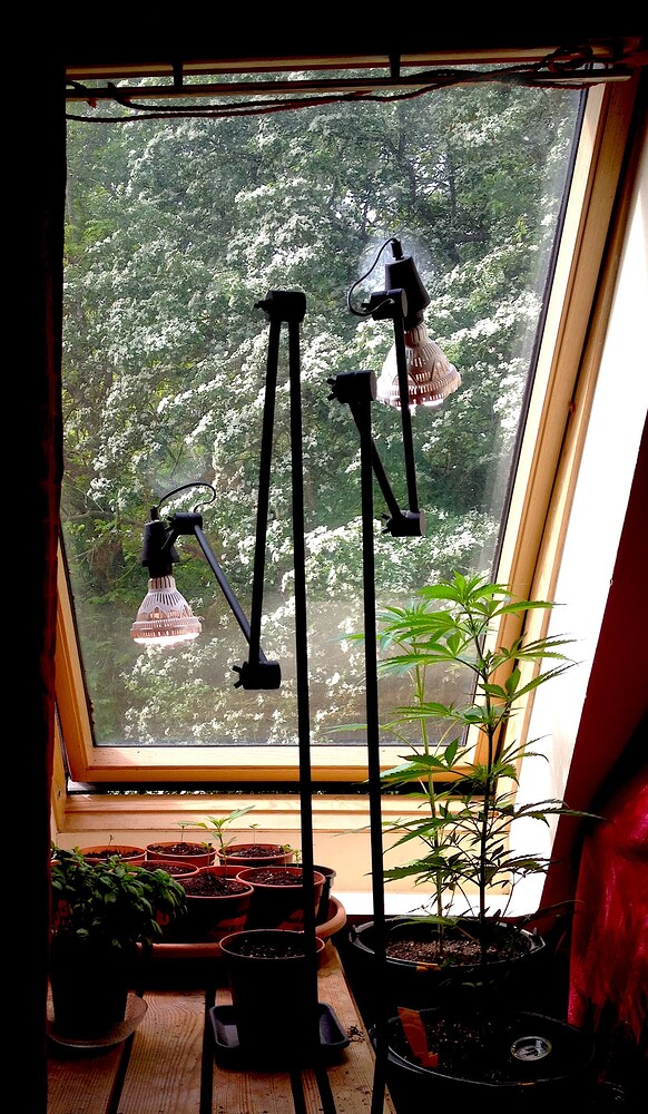 Eine Cannabis-Pflanze steht vor einem Dachfenster, durch das blühender Weißdorn zu sehen ist. Daneben stehen mehrere kleine Töpfe mit Sämlingen und eine spezielle Pflanzenlampe.