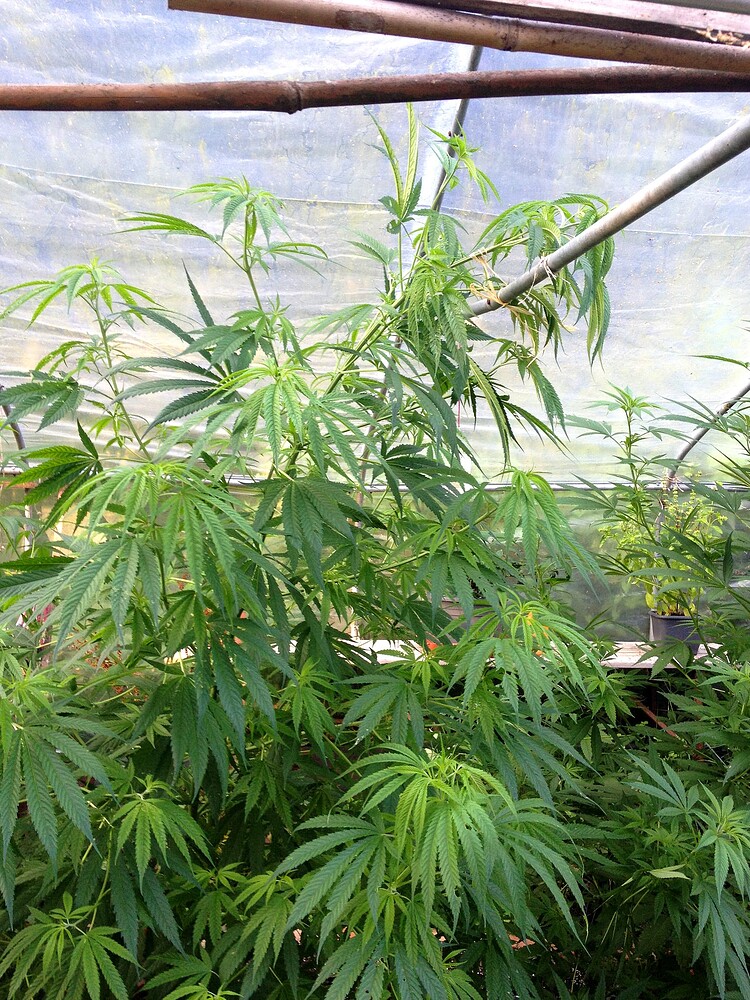 Growreport Bild 8