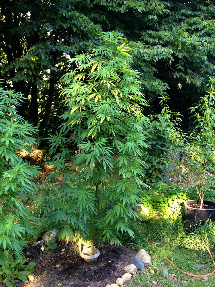 Growreport Bild 21