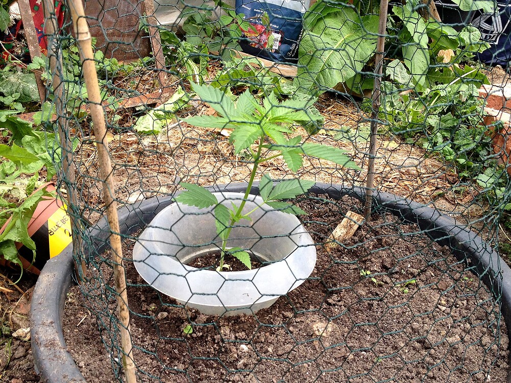 Growreport Bild 47
