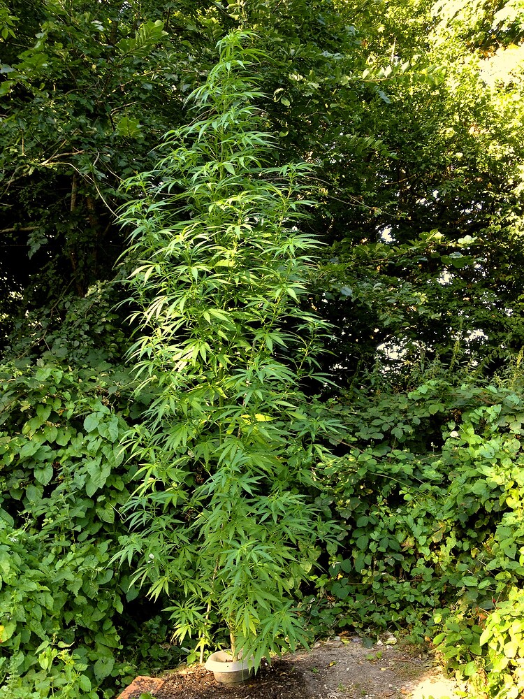 Growreport Bild 25