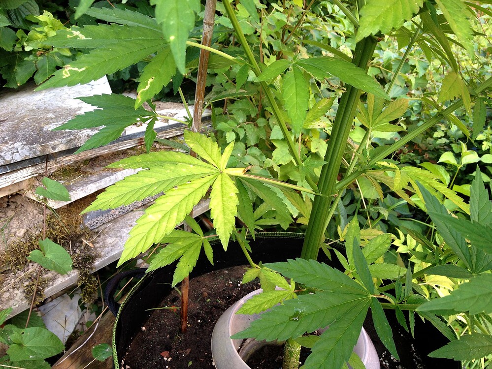 Growreport Bild 32