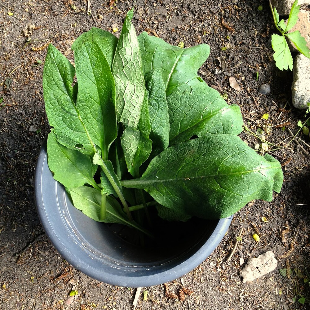 Growreport Bild 4