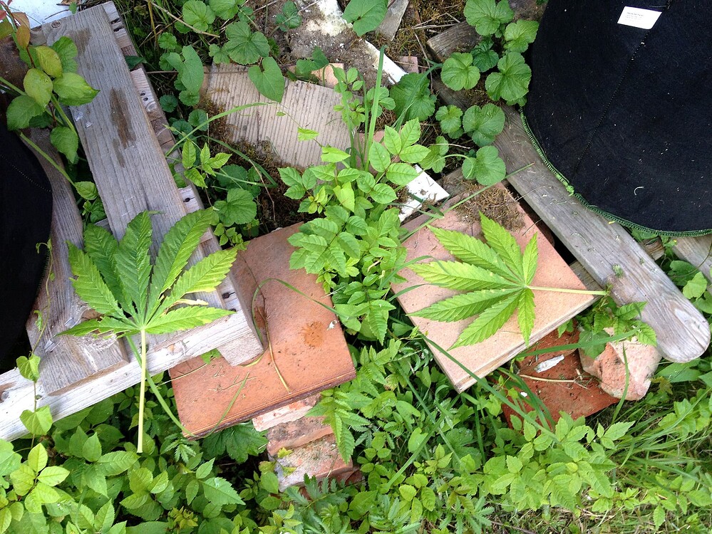 Growreport Bild 34
