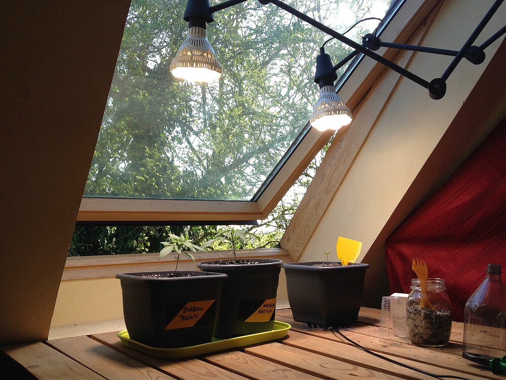 Drei Cannabis-Pflanzen in Töpfen auf einem Holztisch vor einem Dachfenster, beleuchtet durch zwei LED-Lampen.