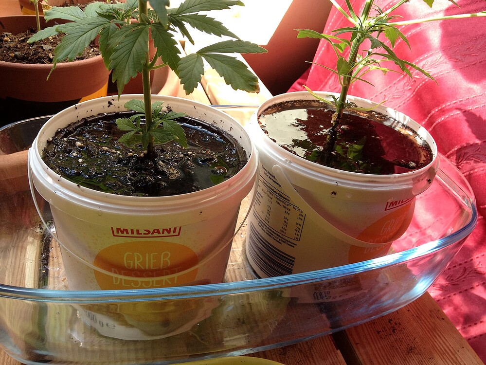 Zwei junge Cannabispflanzen in Milsani Grieß-Dessert-Bechern, die in einer Glasauflaufform zum Tauchen stehen.