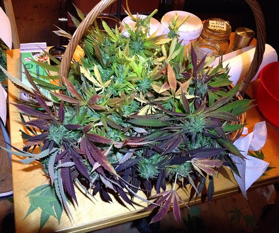 Growreport Bild 11