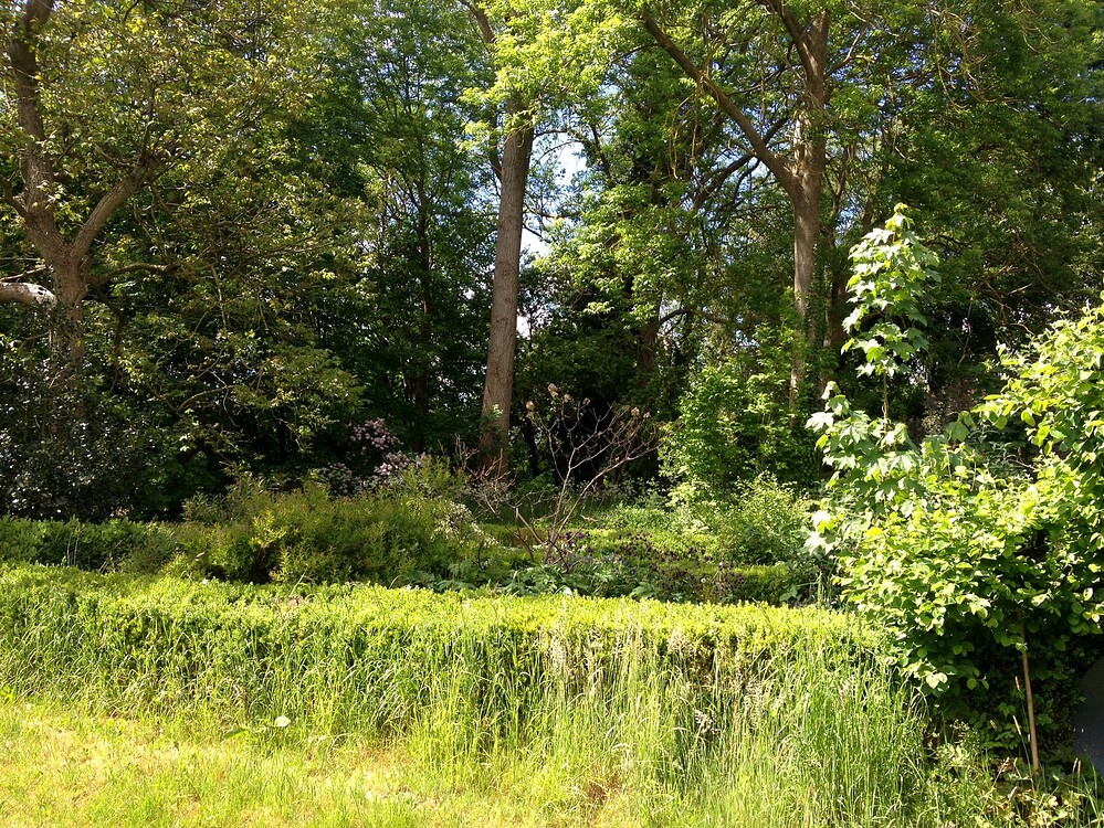 Ein sonniger Gartenbereich mit Bäumen, Sträuchern und einer Hecke, der als potenzieller Standort für den Anbau beschrieben wird.