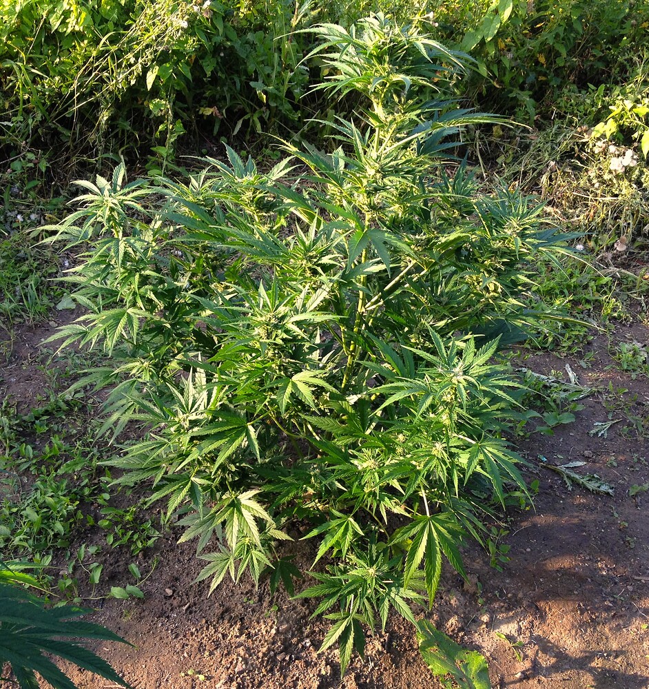 Growreport Bild 44