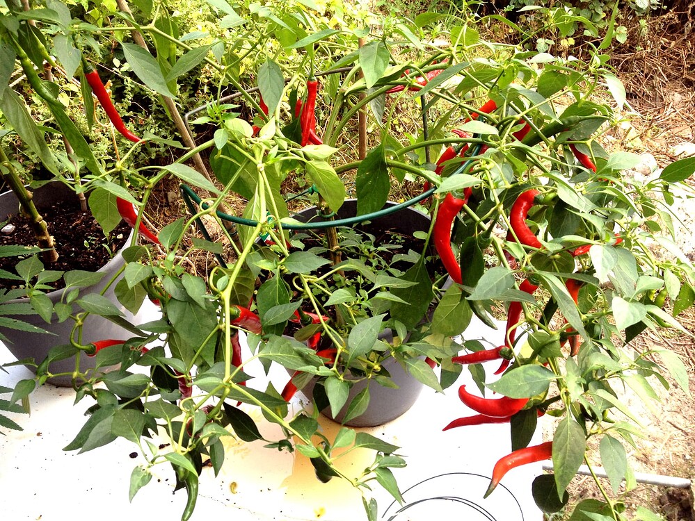 Growreport Bild 33