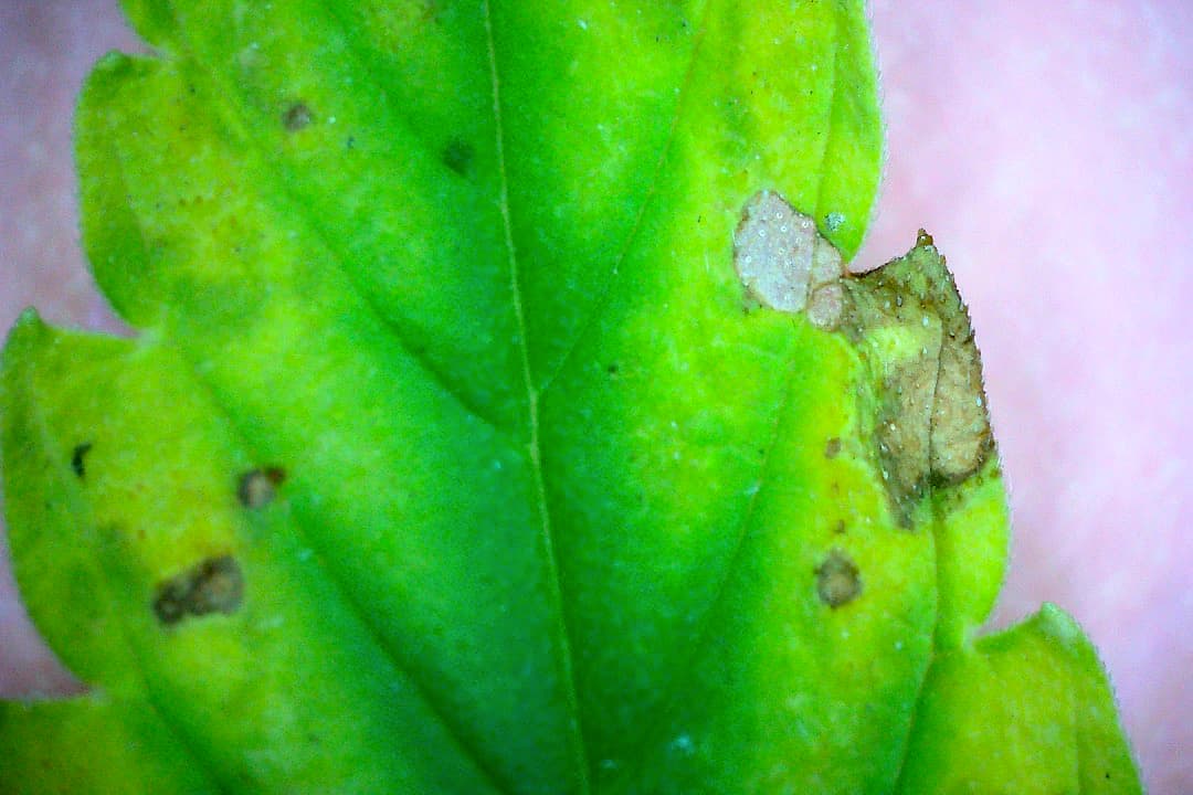 Growreport Bild 41
