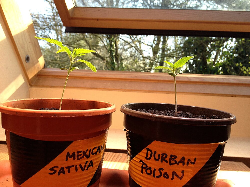 Zwei junge Cannabissämlinge in Töpfen auf einer Fensterbank, beschriftet mit Mexican Sativa und Durban Poison.
