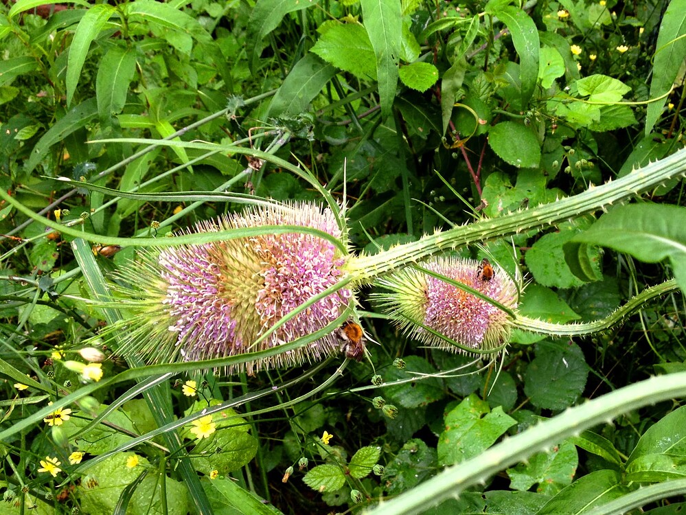 Growreport Bild 11