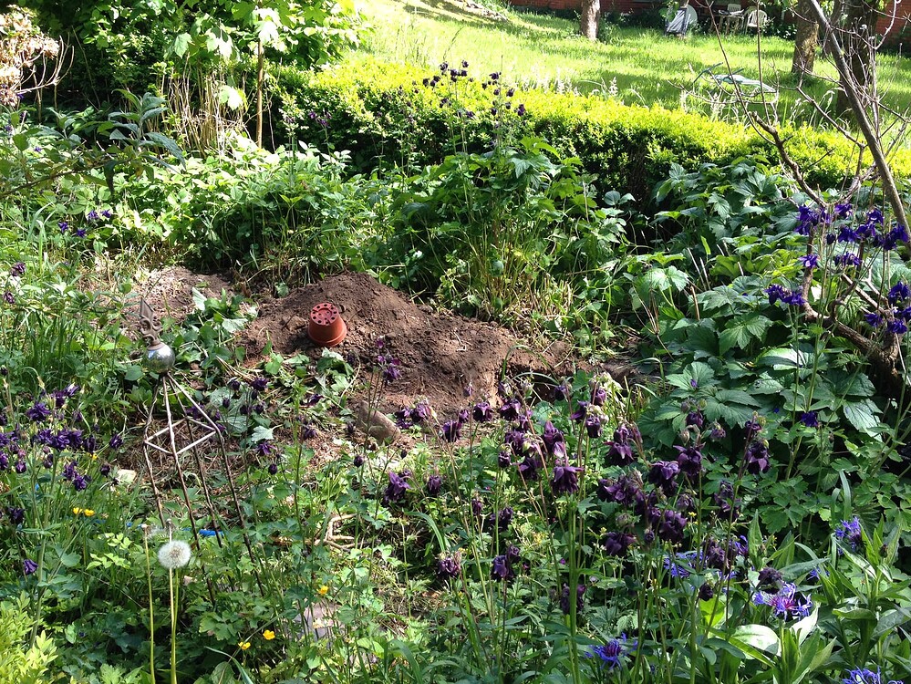 Ein Gartenbeet mit einem frisch ausgehobenen Pflanzloch, in dem ein umgedrehter brauner Plastiktopf liegt, umgeben von Akeleien und anderen Gartenpflanzen.