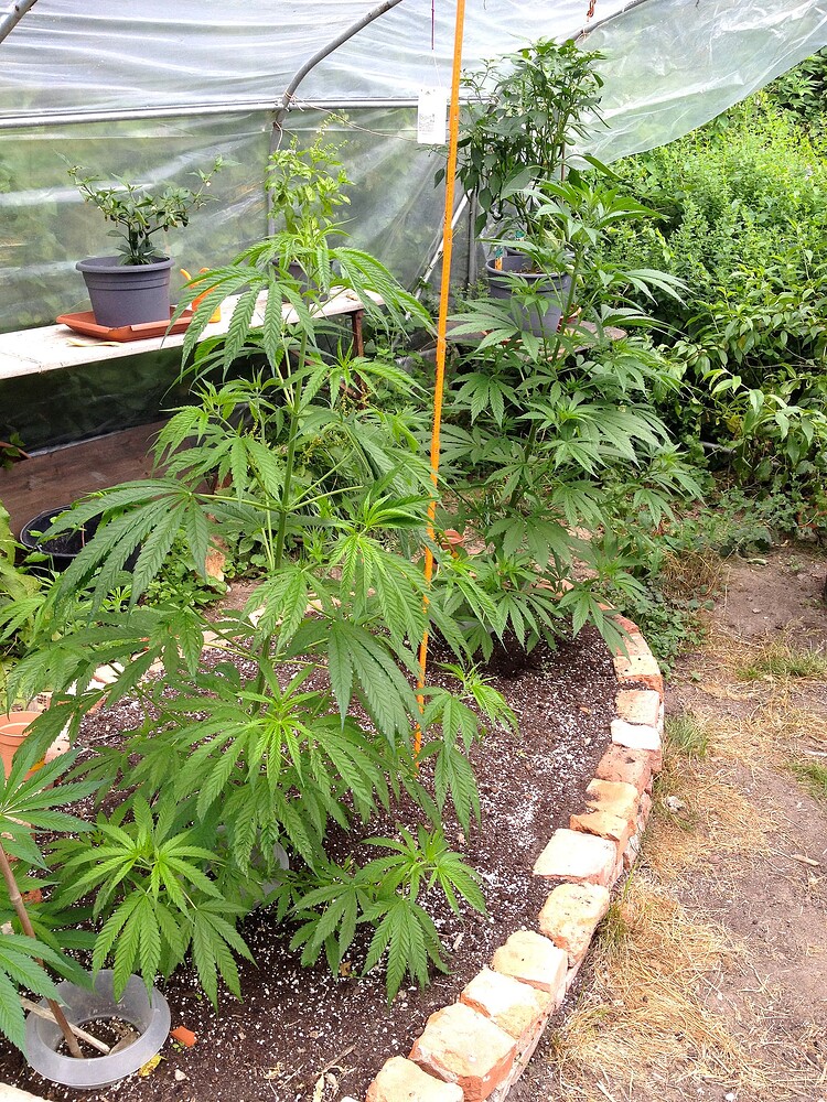 Growreport Bild 33