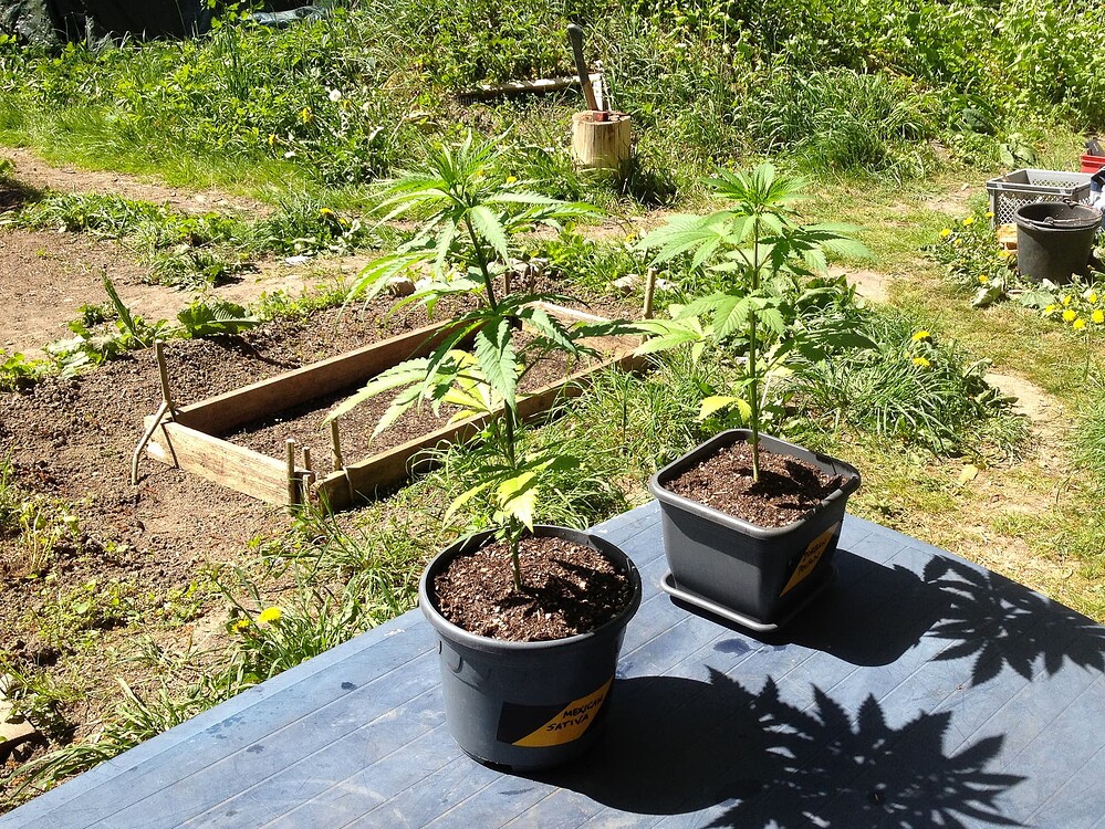 Growreport Bild 21