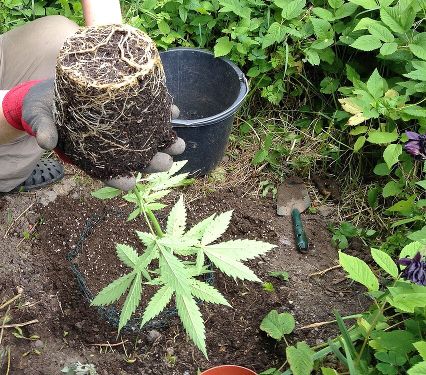 Eine Person hält eine Cannabis-Jungpflanze mit gut durchwurzeltem Wurzelballen über ein vorbereitetes Pflanzloch im Garten, das mit einem Drahtkorb gegen Wühlmäuse geschützt ist.