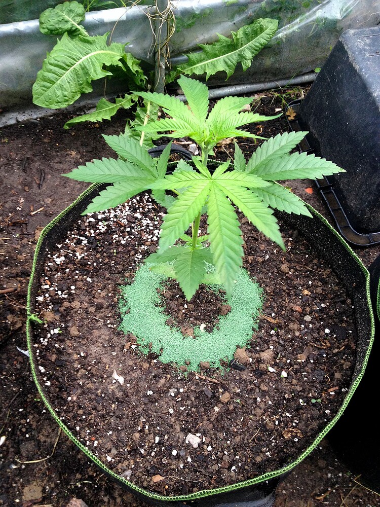 Eine junge Cannabispflanze in einem Stofftopf, um die herum ein grünes Schneckenkorn-Granulat gestreut wurde.