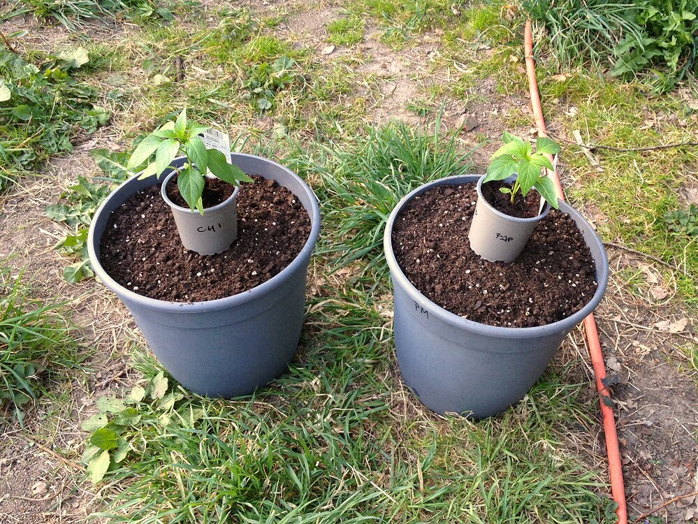 Growreport Bild 51
