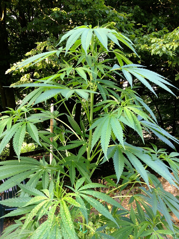 Growreport Bild 46