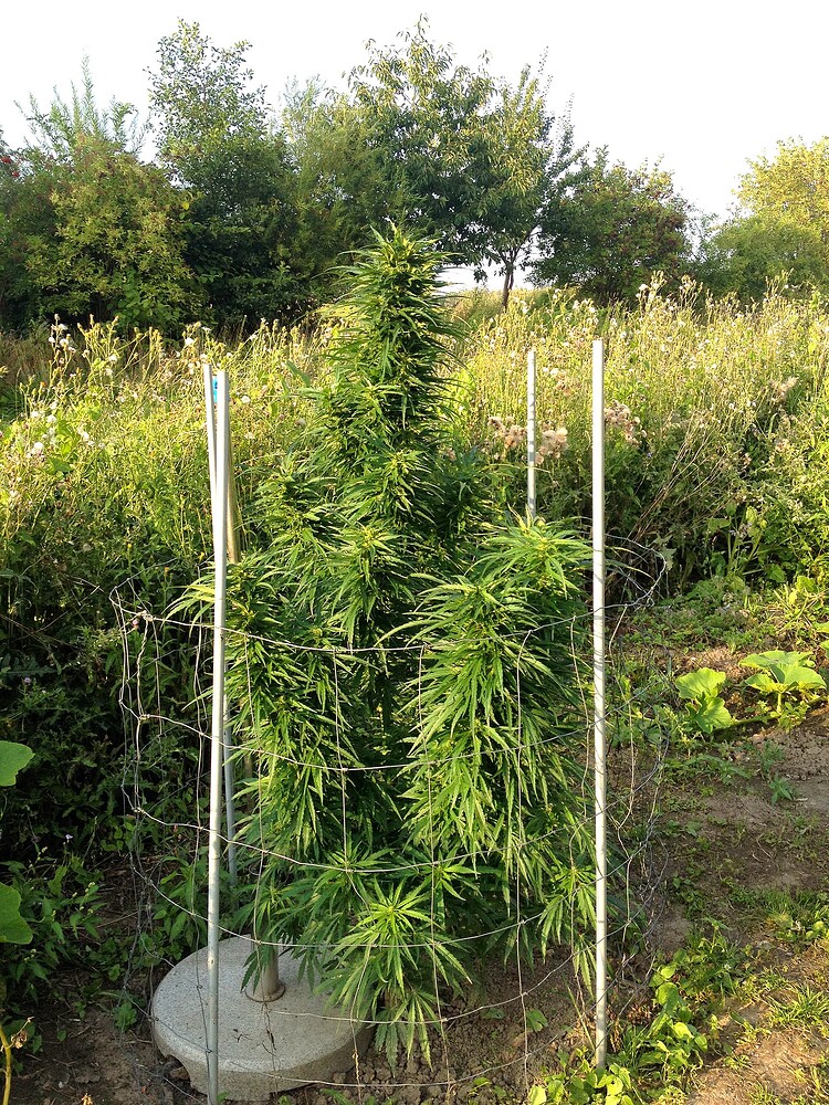 Growreport Bild 22
