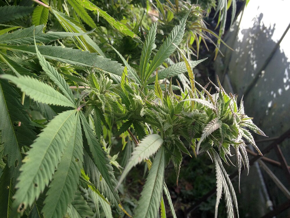 Growreport Bild 3