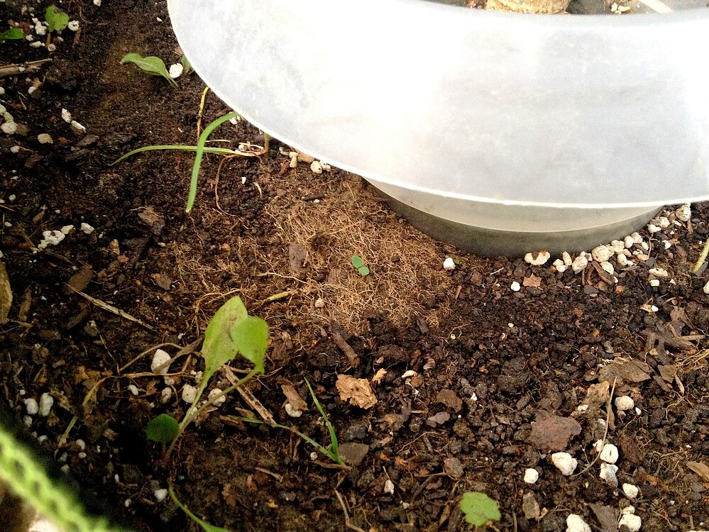 Growreport Bild 31