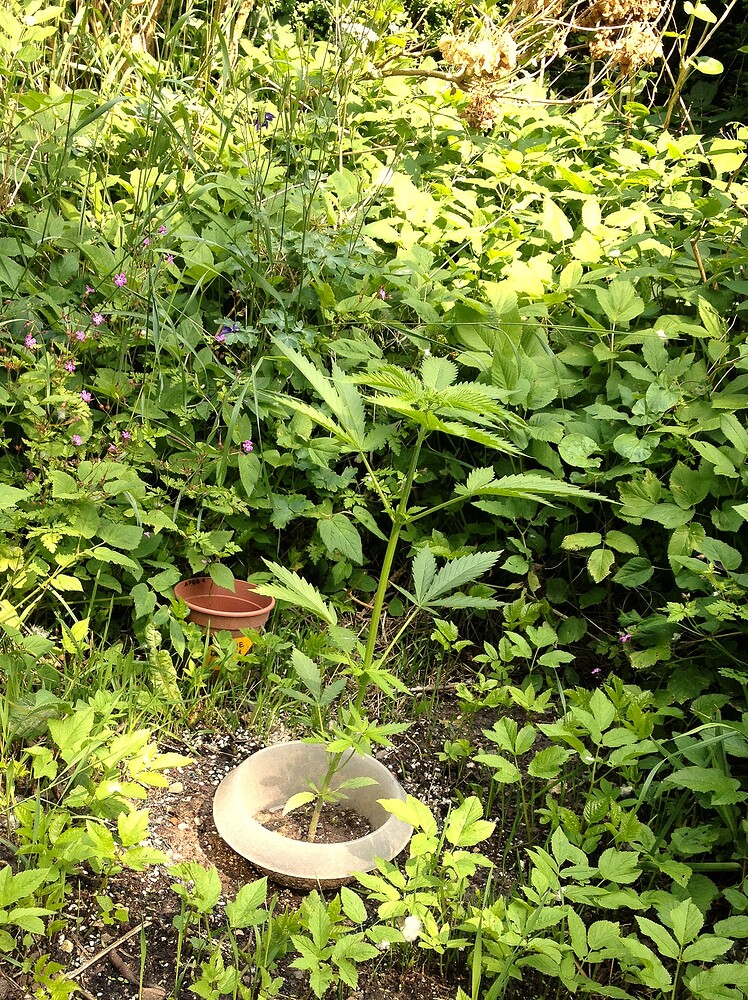 Growreport Bild 17