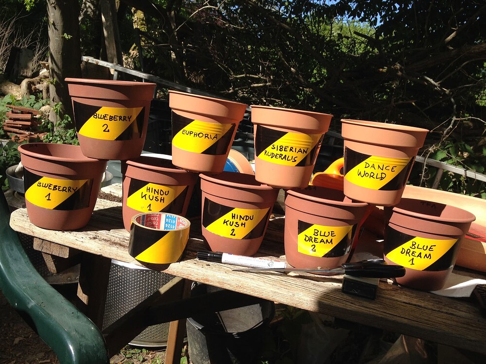 Growreport Bild 31