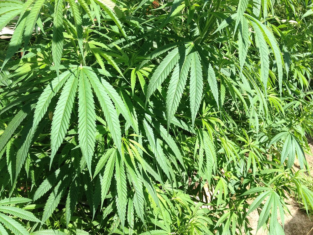 Growreport Bild 58