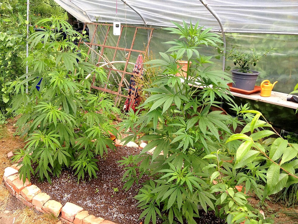 Growreport Bild 5