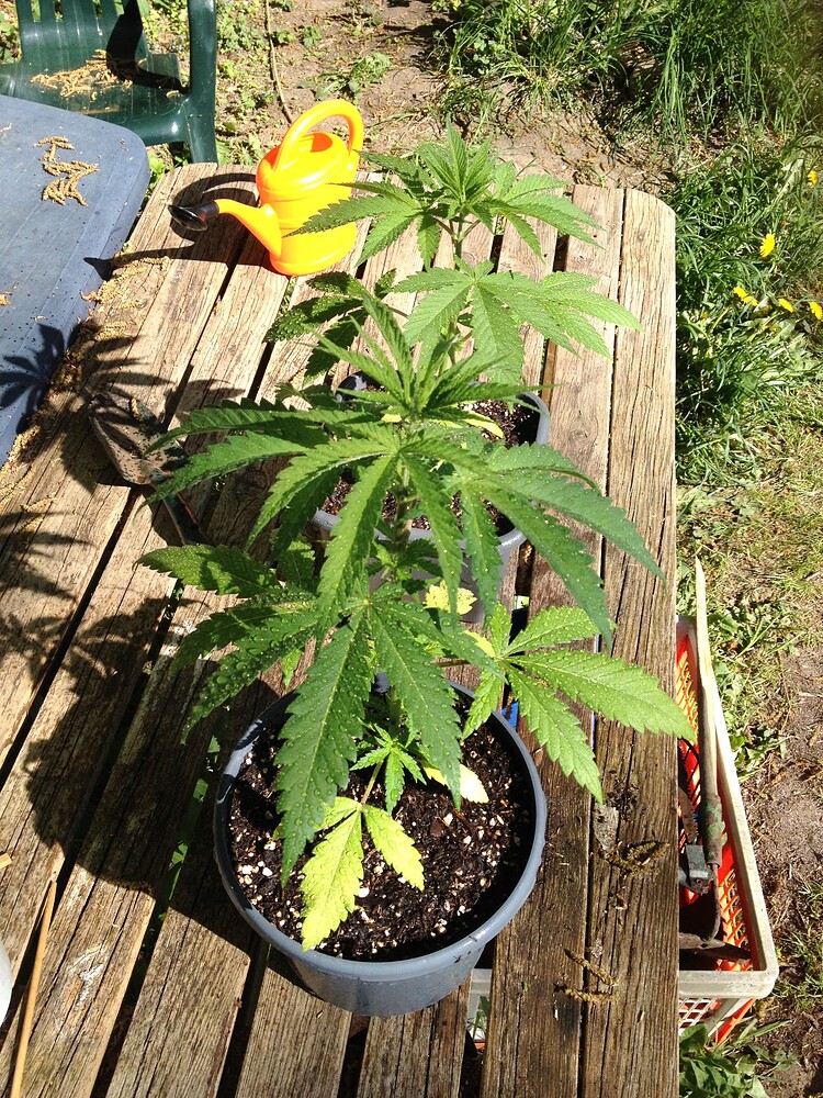 Zwei junge Cannabispflanzen in Töpfen auf einem Holztisch im Freien, besprüht mit Flüssigkeit.