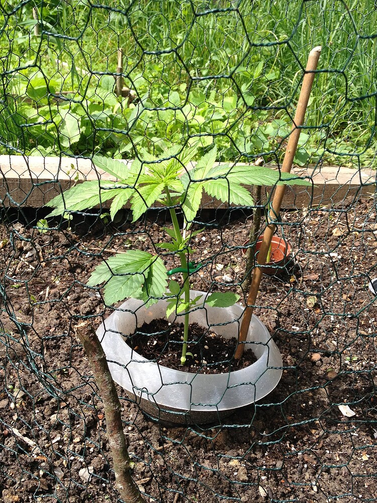 Growreport Bild 45