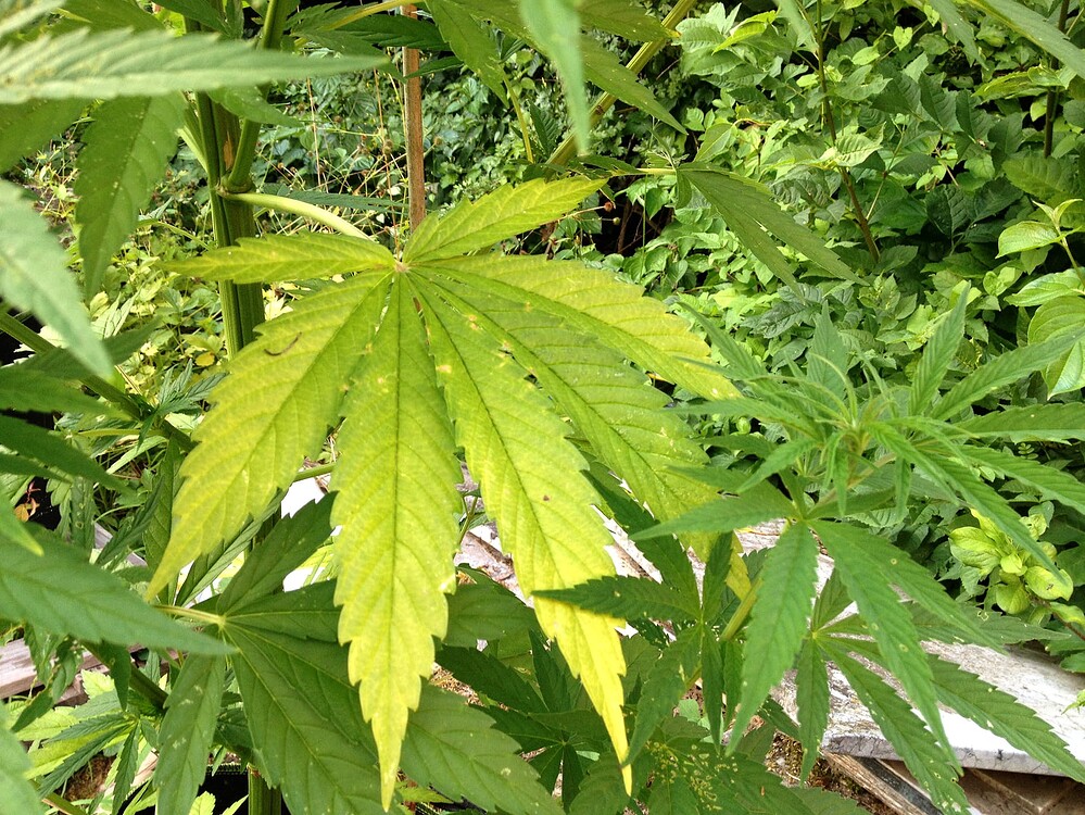 Growreport Bild 33