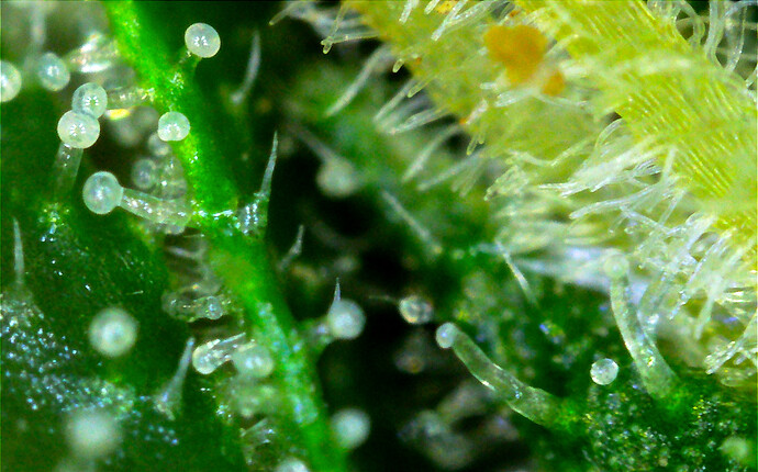 Growreport Bild 30