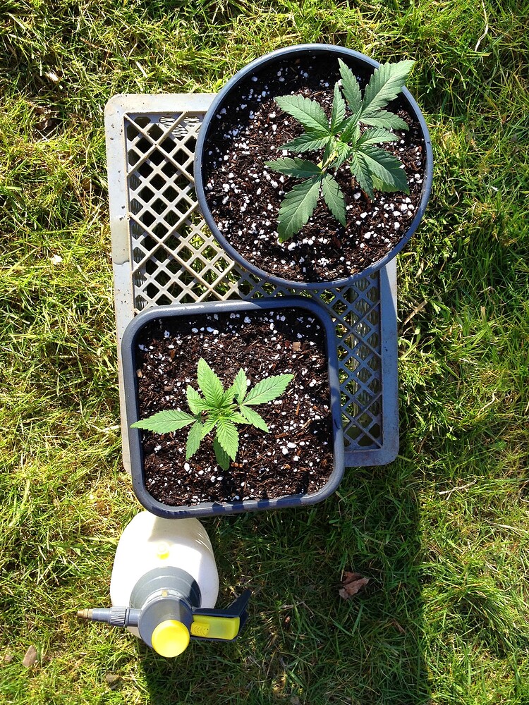 Zwei junge Cannabispflanzen in Töpfen auf einem Gitter im Gras, daneben eine Sprühflasche.