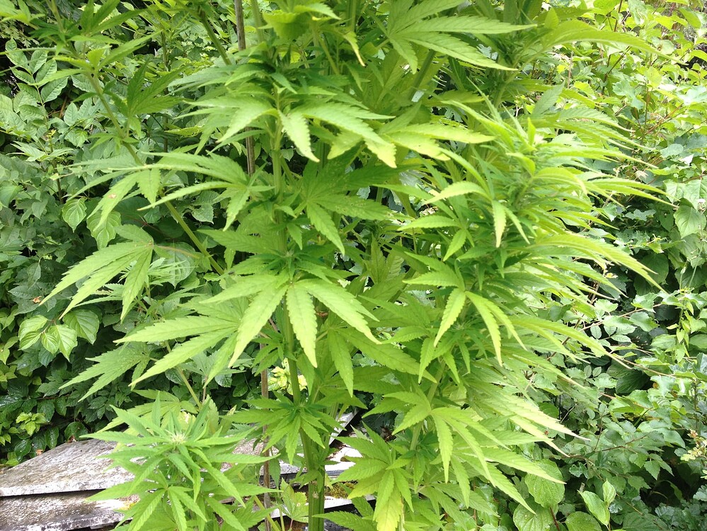 Growreport Bild 3