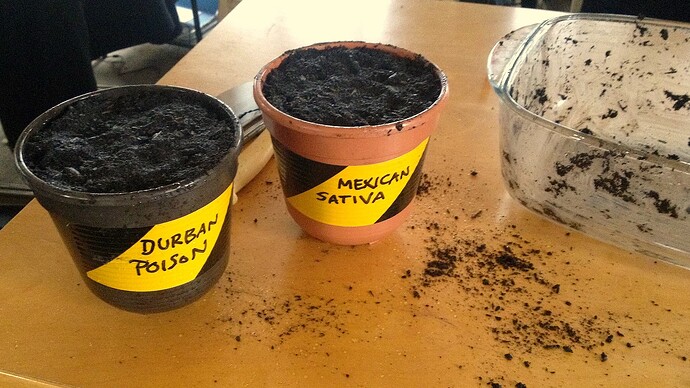 Zwei kleine Pflanztöpfe mit Erde gefüllt, beschriftet mit 'Durban Poison' und 'Mexican Sativa', stehen auf einem Tisch neben einer Glasschale.