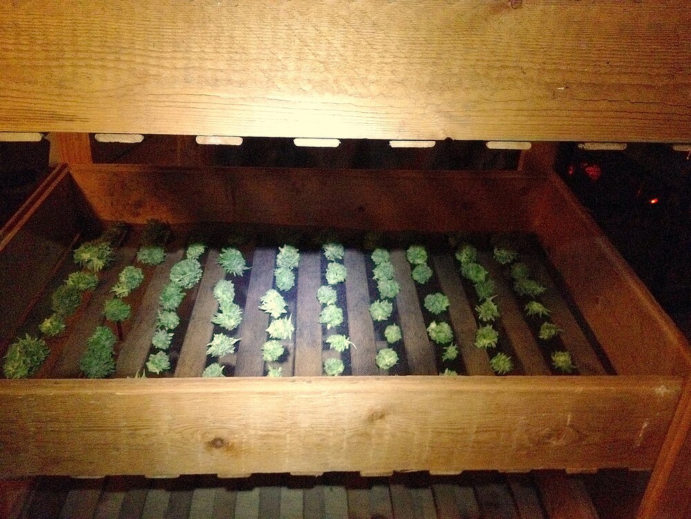Growreport Bild 13
