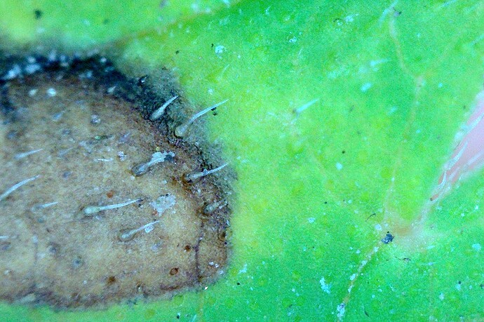 Growreport Bild 43