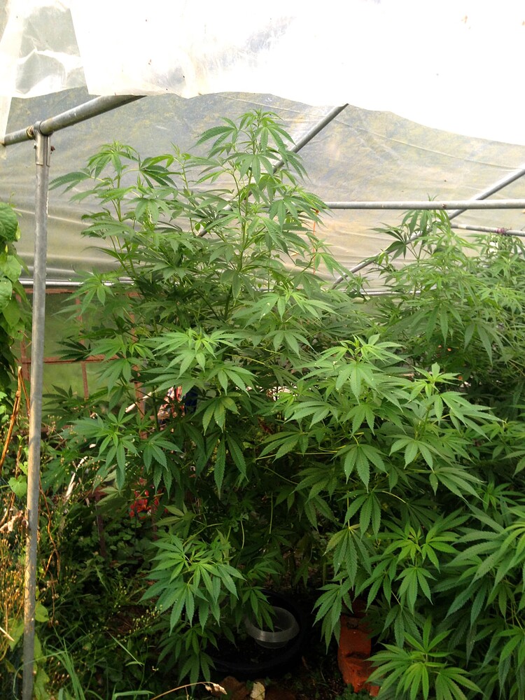 Growreport Bild 5