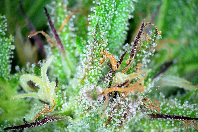 Growreport Bild 3